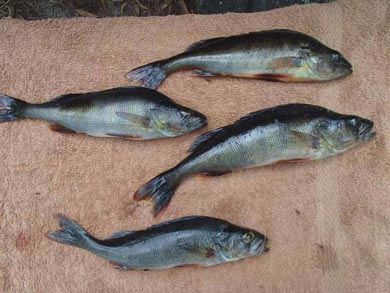 Fishing during the tour | Photo: Mark Dixon