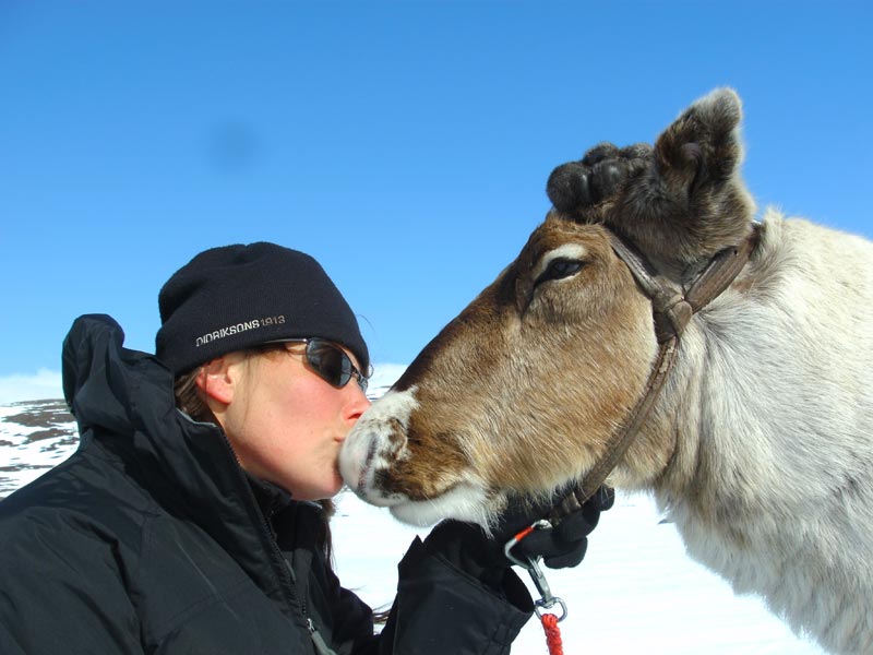 Sofia from Nature Travels reindeer sledding in Swedish Lapland